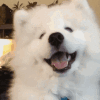download wook poker terbaru 2018 apk Keadaan anjing peliharaannya dan putra ketiganya, Koa-kun, telah dibebaskan